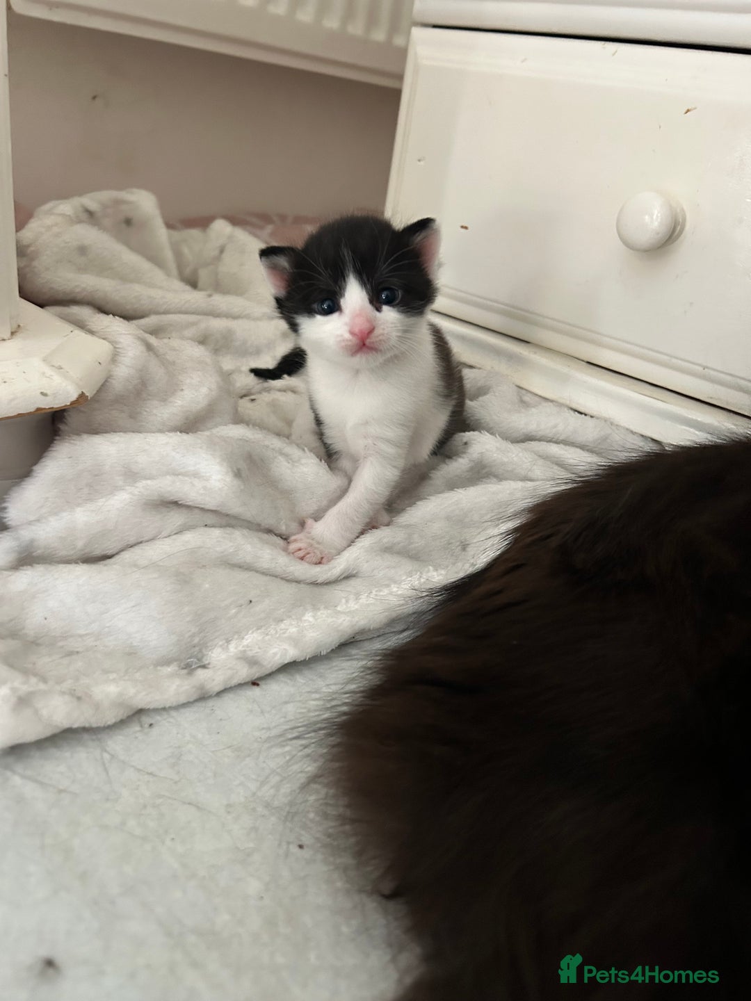 Mixed Breed cats for sale: 3 ragdoll mix kittens  - Image 21