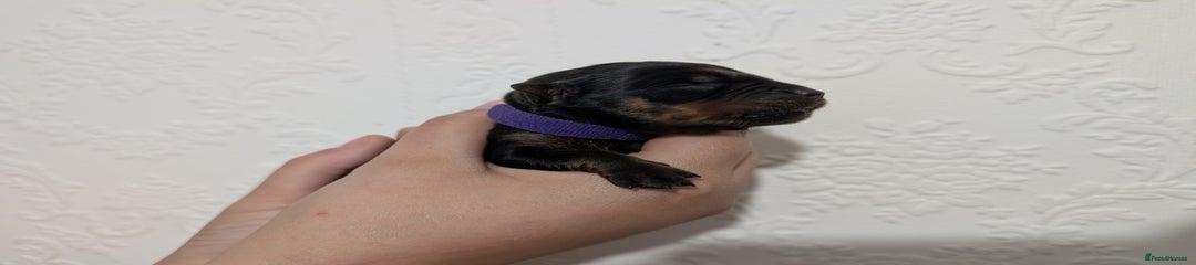 Purple, Girl