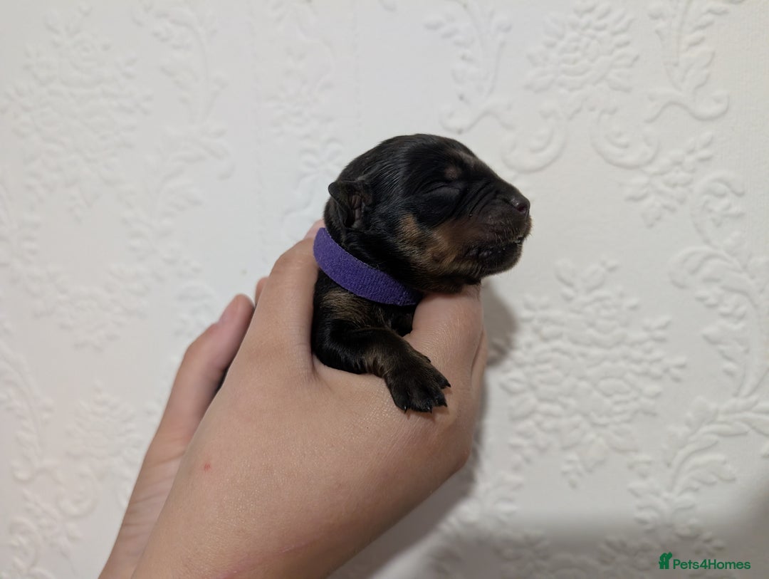 Rottweiler dogs for sale: 🐶 Rottweiler Puppies – German ADRK Bloodlines - Image 15
