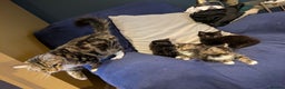 Mixed Breed cats for sale: Beautiful Kittens Ready For Their Forever Homes - Advert 9