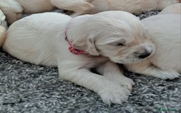 Golden Retriever dogs for sale: Gorgeous pedigree golden retriever puppies - Image 18