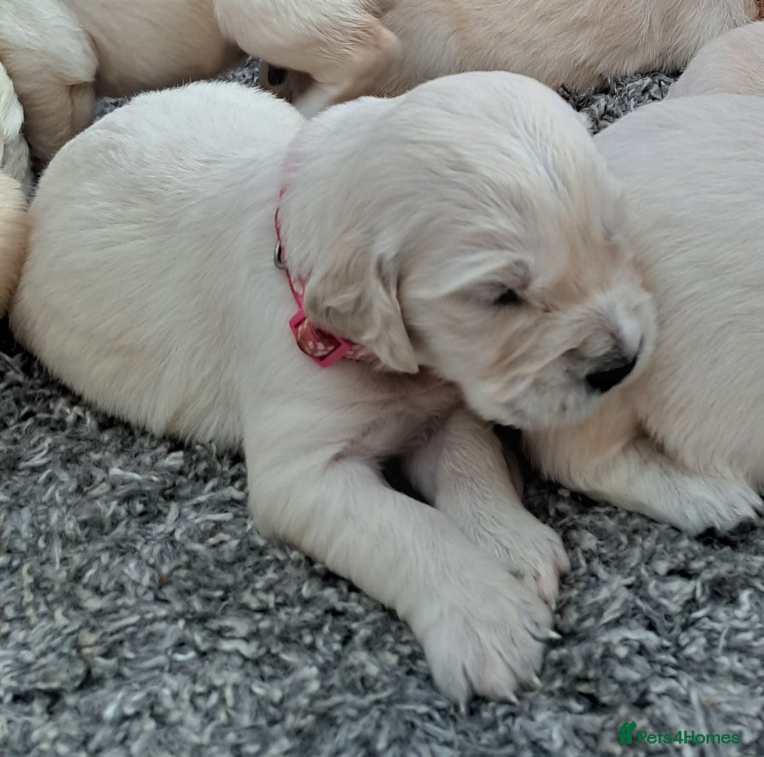 Golden Retriever dogs for sale: Gorgeous pedigree golden retriever puppies - Image 18