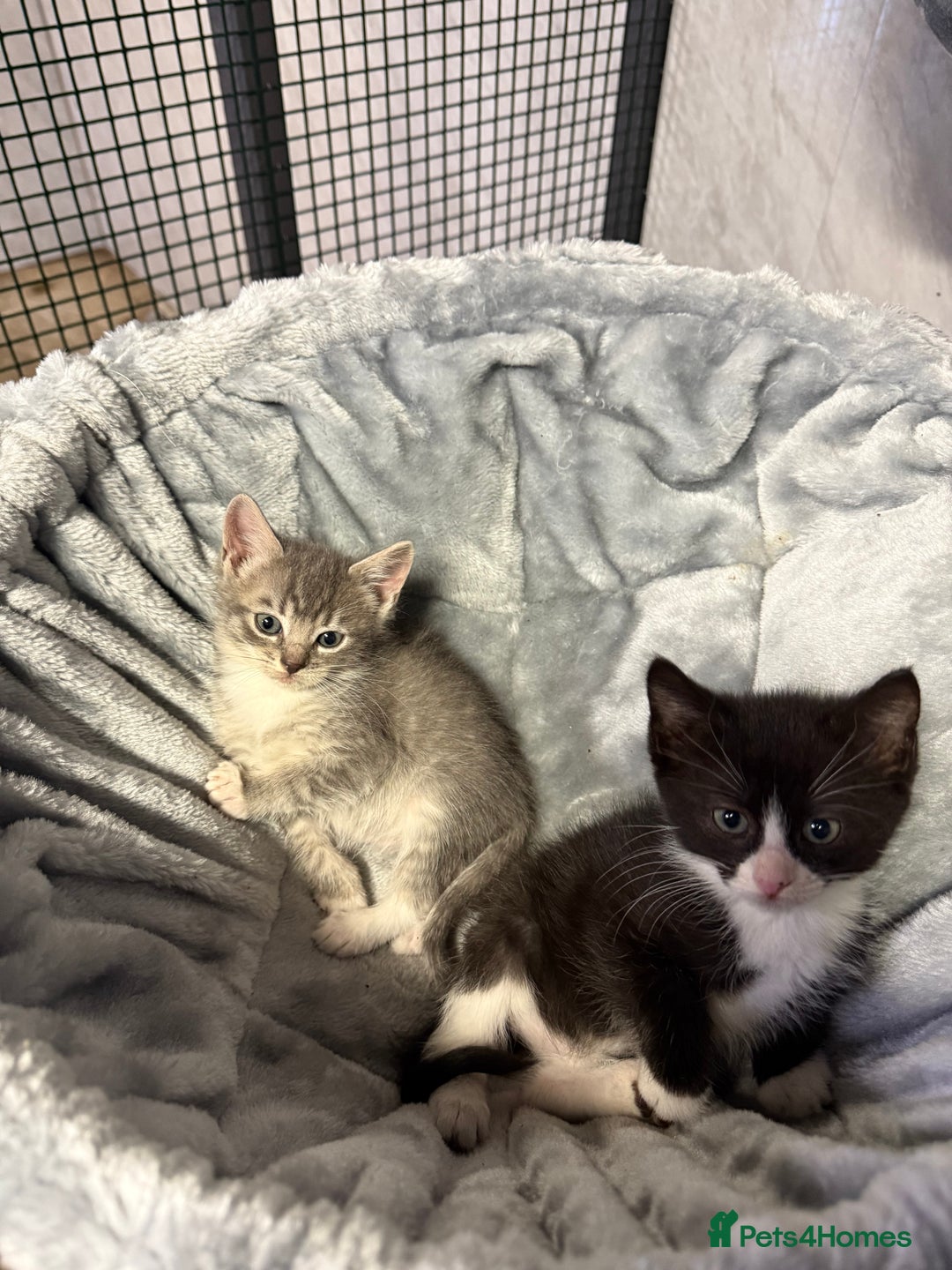 Ragdoll cats for sale: Half Ragdoll Kittens - Advert 6