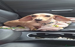 Dachshund dogs for sale: Cream miniature dachshund girl - Image 1