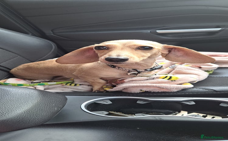 Dachshund dogs - Advert 2