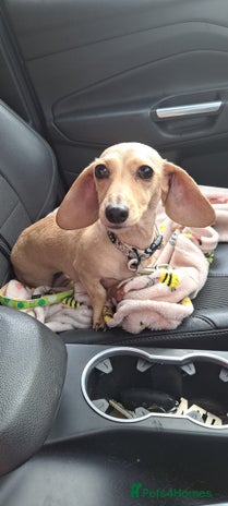 Dachshund dogs - Advert 2