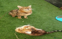 Bengal cats for sale: 🔥 Beautiful Boy Bengal Cat for Sale! 🔥 Plus 3 😺 - Image 7