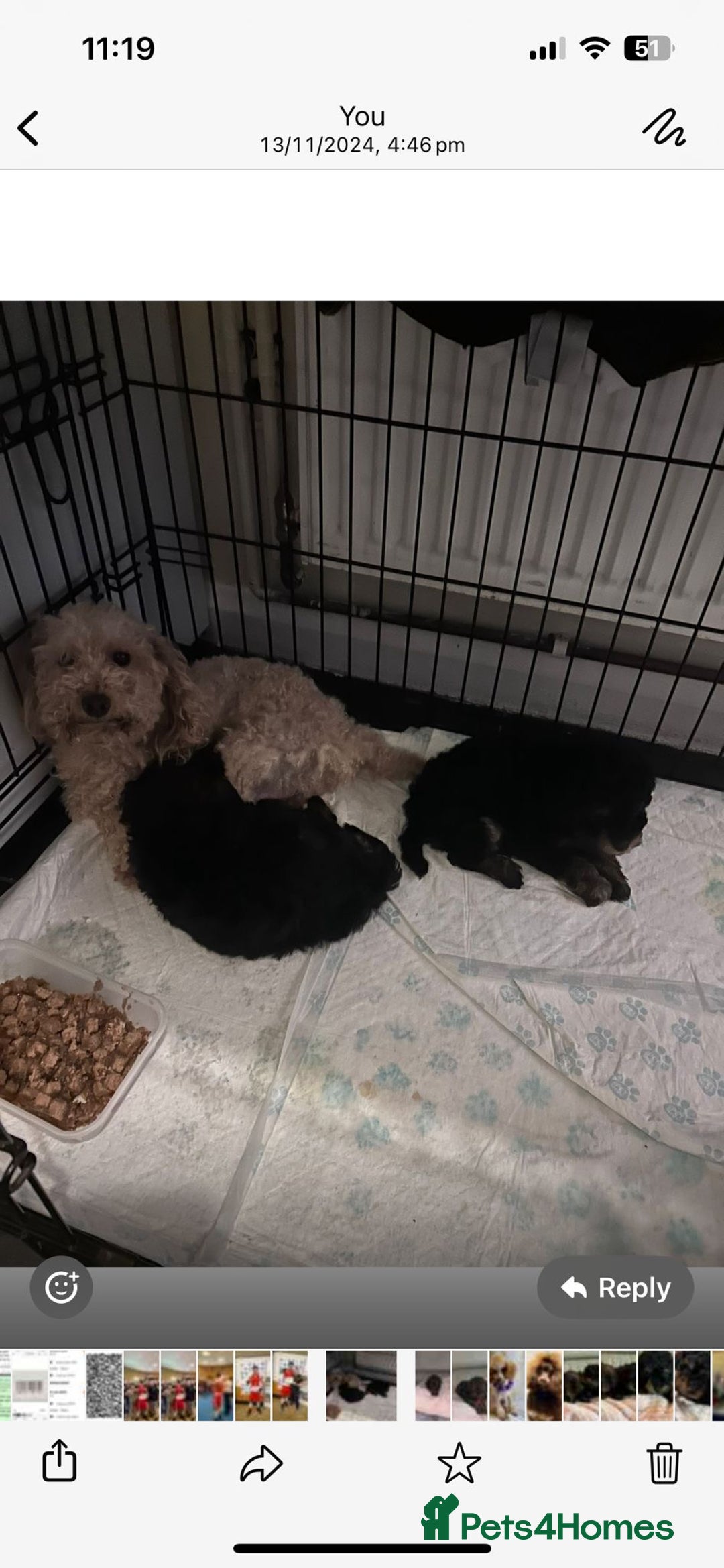 Toy Poodle dogs for sale: Beautiful toy poodle girls - Image 6