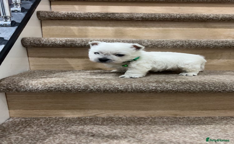 West Highland Terrier dogs Kc registered west highland white puppies.  - Advert 1