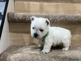West Highland Terrier dogs Kc registered west highland white puppies. - Advert 2