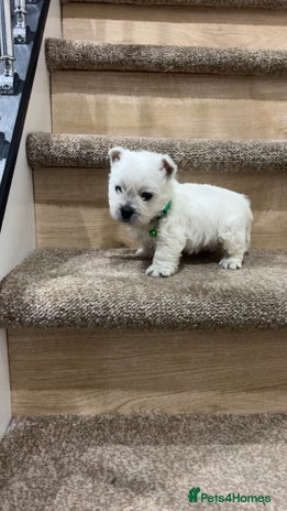 West Highland Terrier dogs Kc registered west highland white puppies. - Advert 1