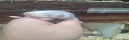 Ferret rodents for sale: silver x polecat kits  in Ulverston - Advert 4