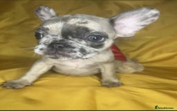 French Bulldog dogs for sale: 🐾 French Bulldog Puppies for Sale - Image 10