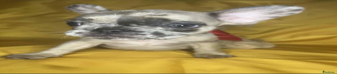 French Bulldog Puppy 4