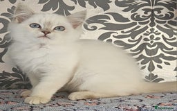 Ragdoll cats for sale: Stunningggg lilac tabby - Image 3
