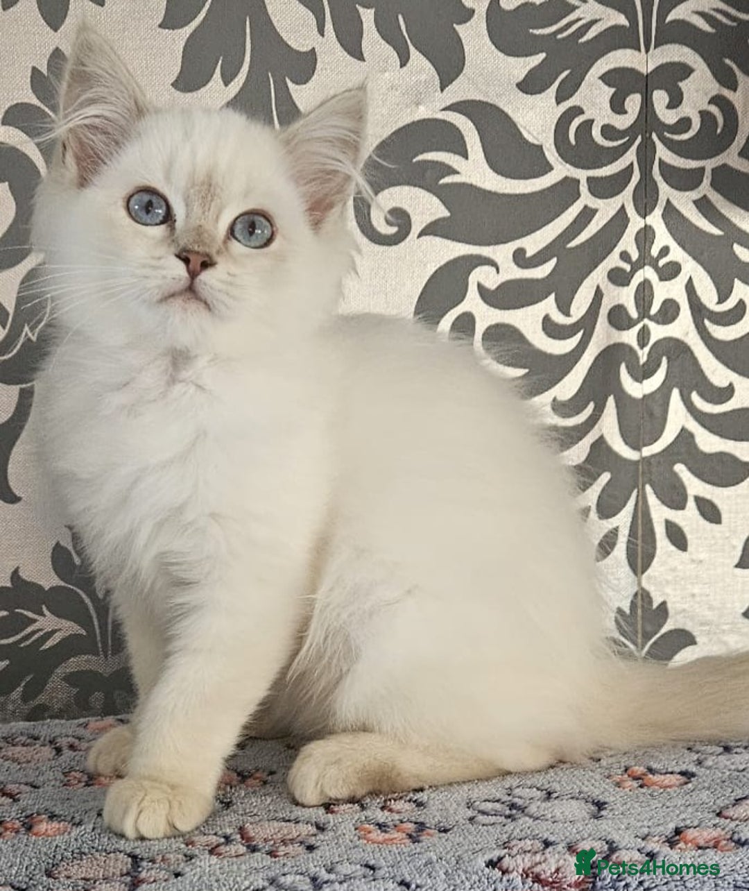 Ragdoll cats for sale: Stunningggg lilac tabby - Image 3