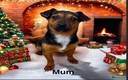 Jack Russell dogs for sale: Jack Russell Puppies for sale  - Image 10