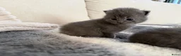 Scottish Fold cats for sale: 8 Beautiful blue Scottish folds  - Advert 20