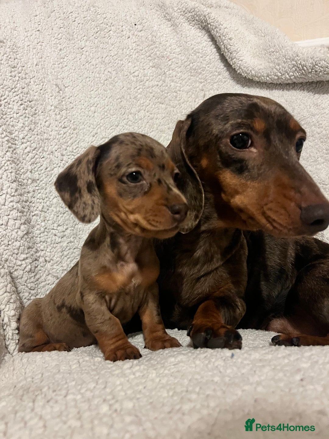 Miniature Dachshund dogs for sale: Beautiful Miniature dachshunds🐶🤎 - Advert 1