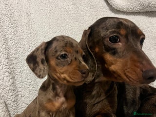Miniature Dachshund dogs Beautiful Miniature dachshunds🐶🤎 - Advert 10