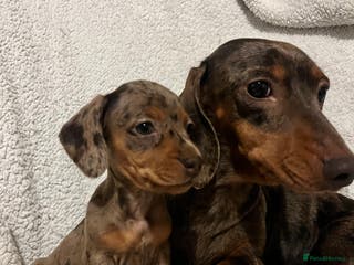 Miniature Dachshund dogs Beautiful Miniature dachshunds🐶🤎 - Advert 7