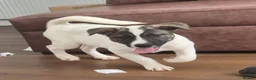 Mixed Breed dogs for sale: Gorgeous puppies - ready to leave  - Advert 3