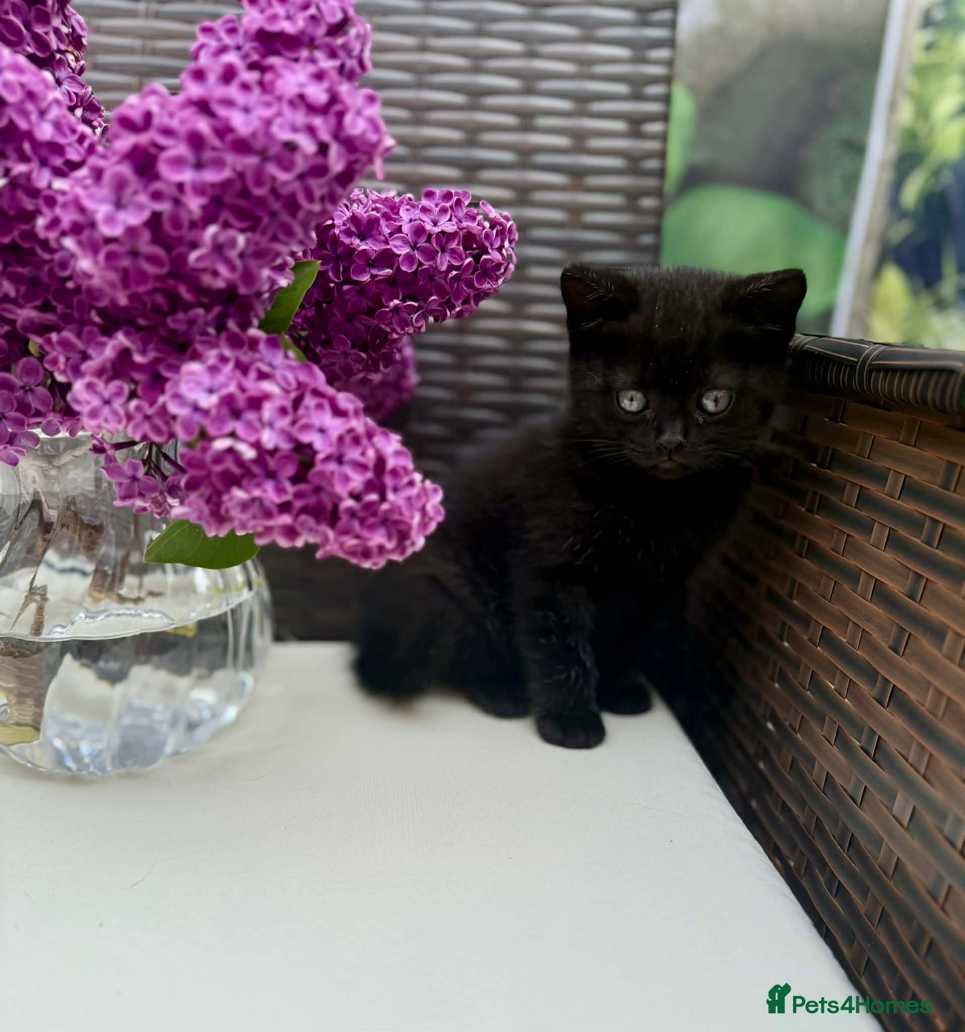 British Shorthair cats British Shorthair kittens  - Advert 1