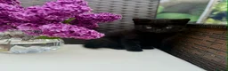 British Shorthair cats for sale: British Shorthair kittens  - Advert 1