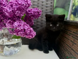 British Shorthair cats for sale: British Shorthair kittens - Advert 2