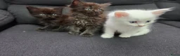 Mixed Breed cats for sale: Maine Coon x Ragdoll Kittens - Advert 9