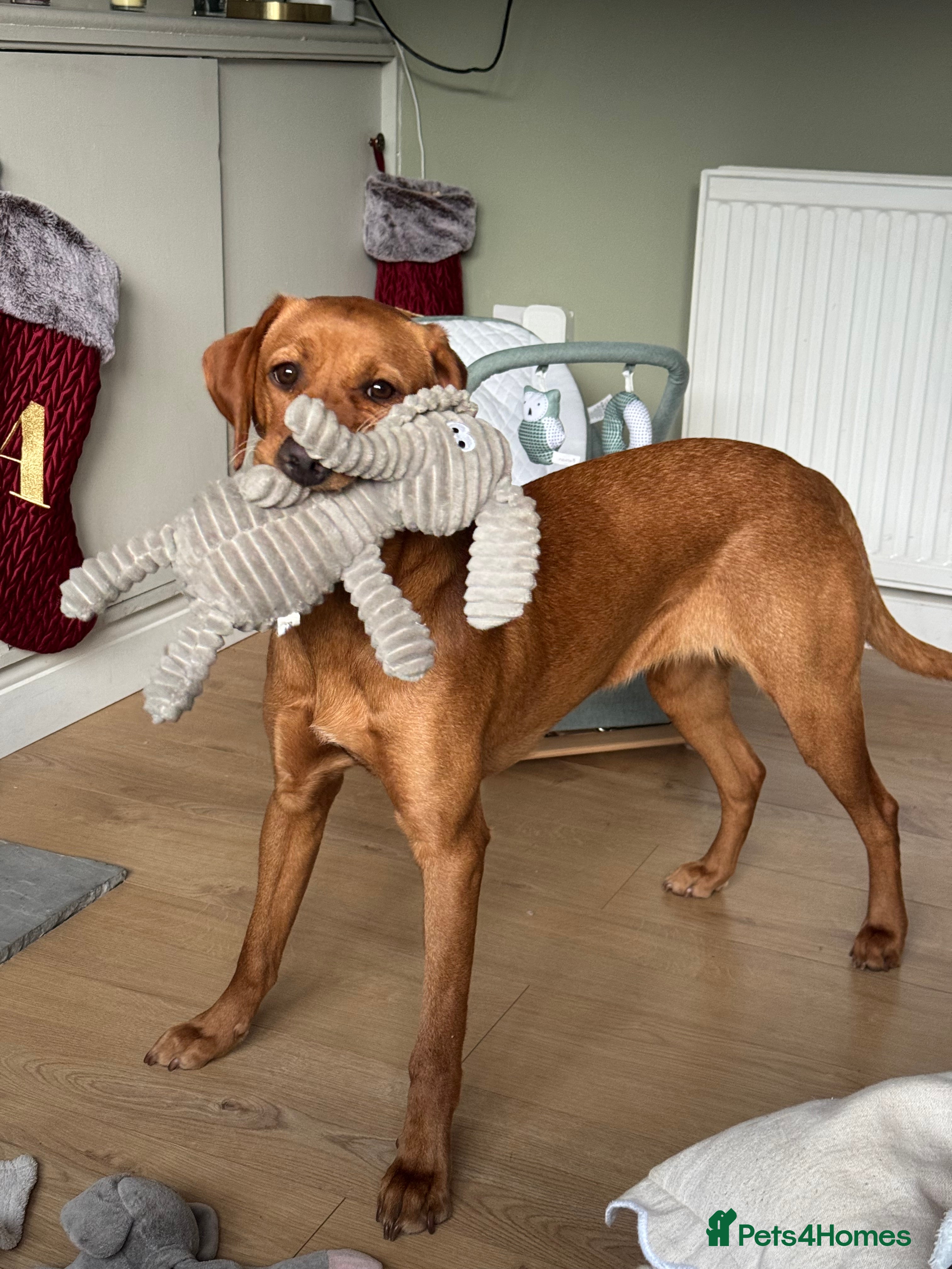 Labrador Retriever dogs fox red Labrador  - Advert 8