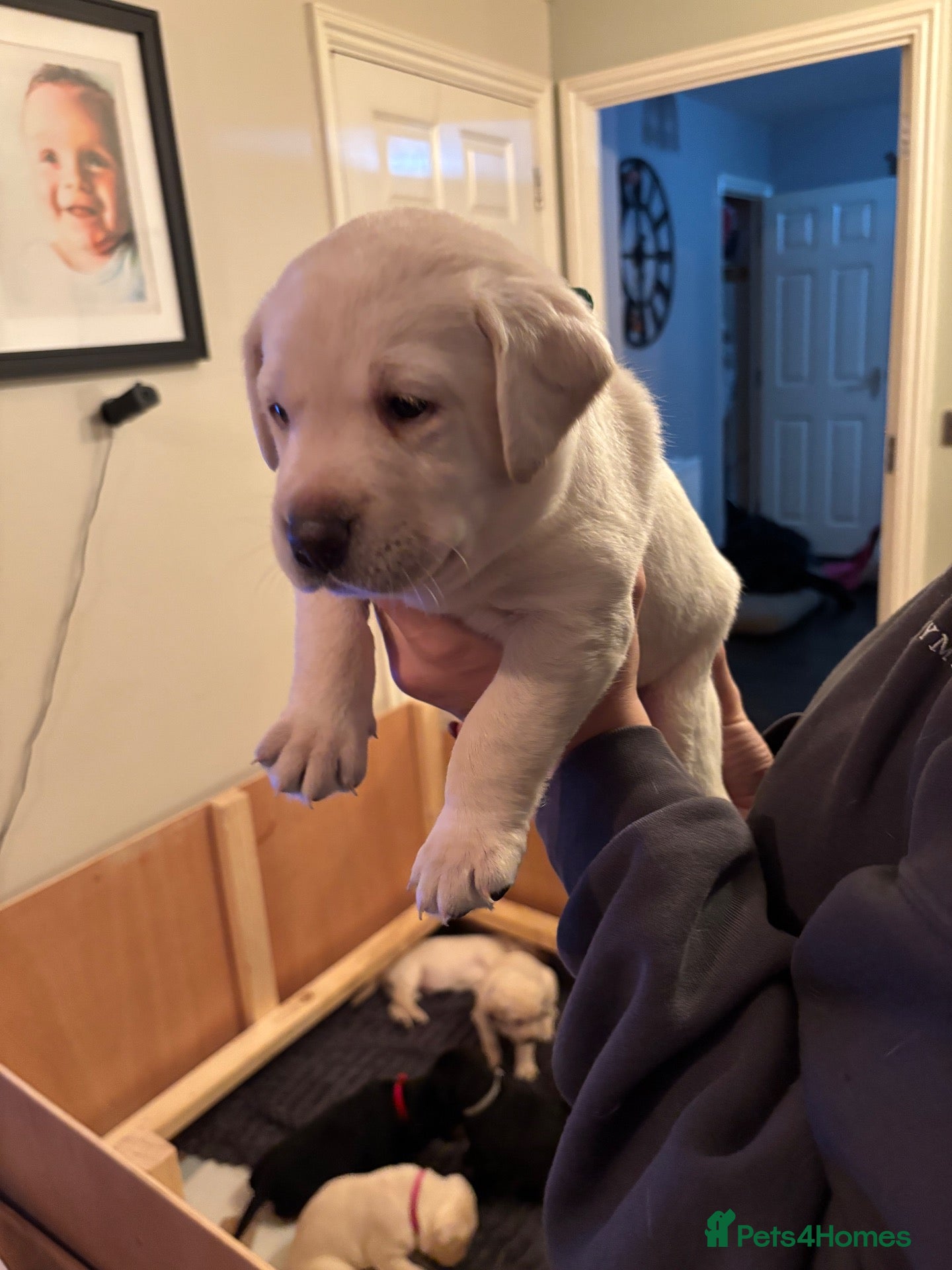 Labrador Retriever dogs for sale: Labrador Puppies Black & Tan/Yellow Family Raised - Advert 17
