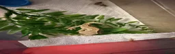 Gecko reptiles for sale: Crested gecko baby’s  - Advert 5