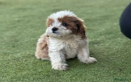 Cavapoo dogs for sale: 2 cavapoo puppies ready for there new homes  - Image 4