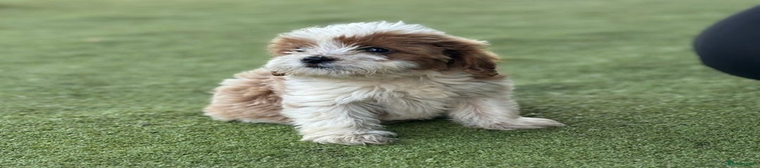 Cavapoo Puppy 2