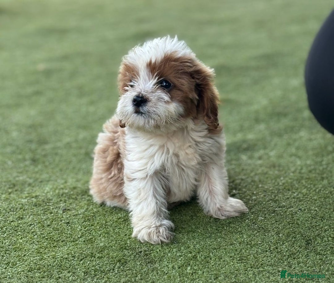 Cavapoo dogs for sale: 2 cavapoo puppies ready for there new homes  - Image 4