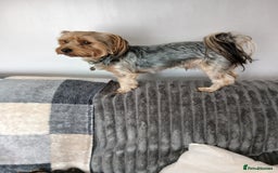 Yorkshire Terrier dogs for sale: Yorkshire Terrier Puppies 3 Boys 1 Girl - Image 2