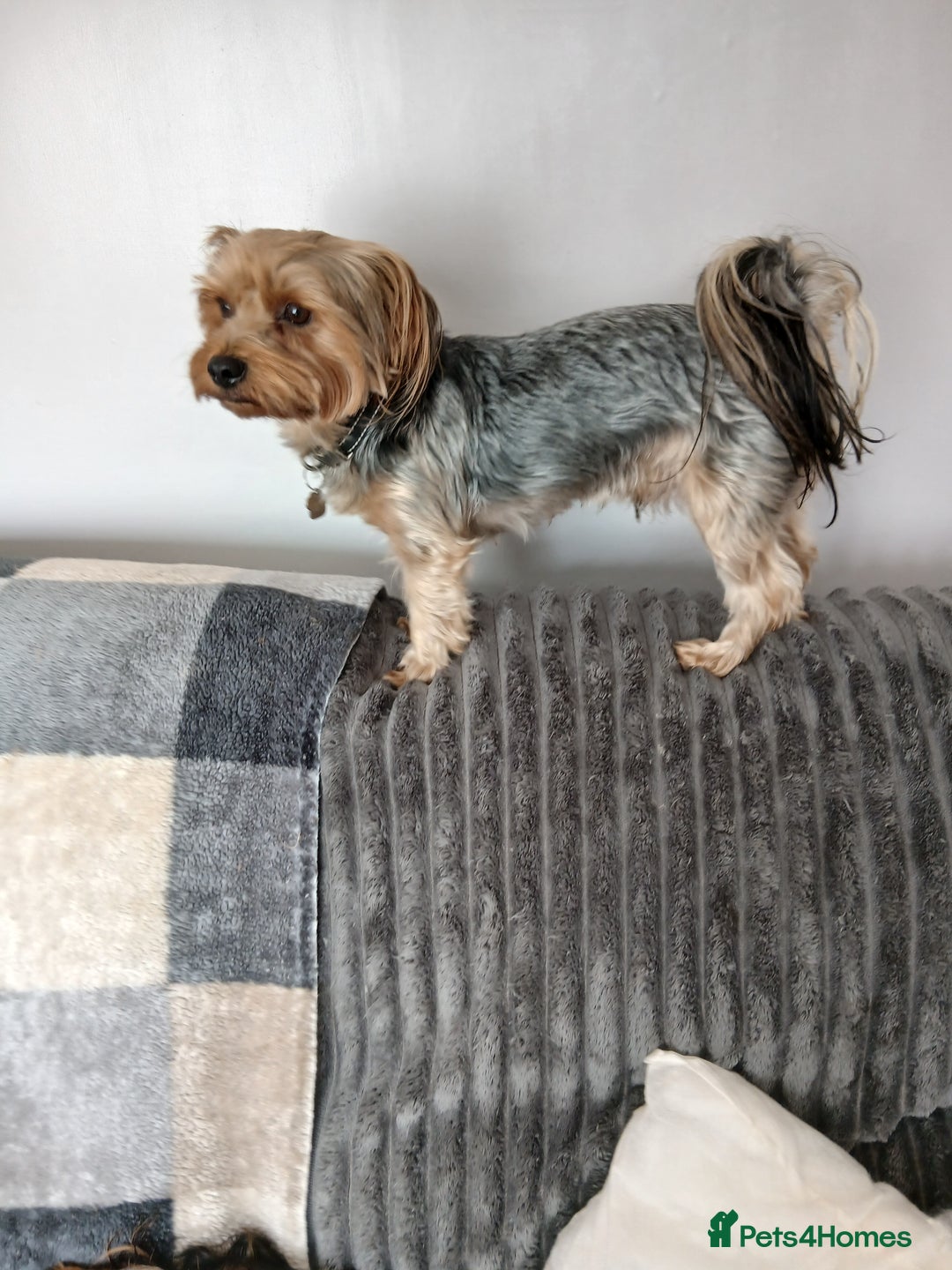 Yorkshire Terrier dogs for sale: Yorkshire Terrier Puppies 3 Boys 1 Girl - Image 2