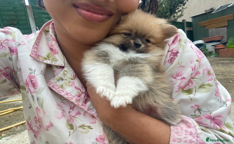 Pomeranian dogs - Advert 3
