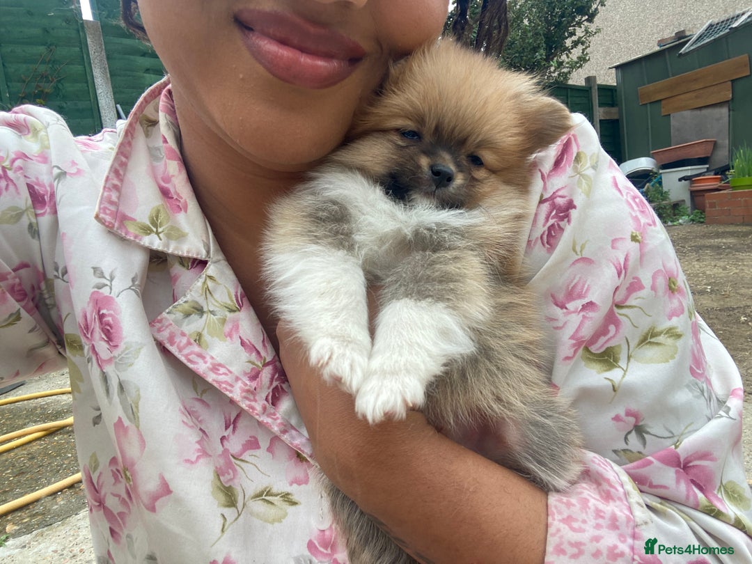 Pomeranian dogs for sale: Beautiful Russian bloodline Pomeranian puppies - Image 3