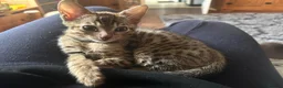 Savannah cats for sale: Beautiful Male Savannah f5 in Alresford - Advert 11