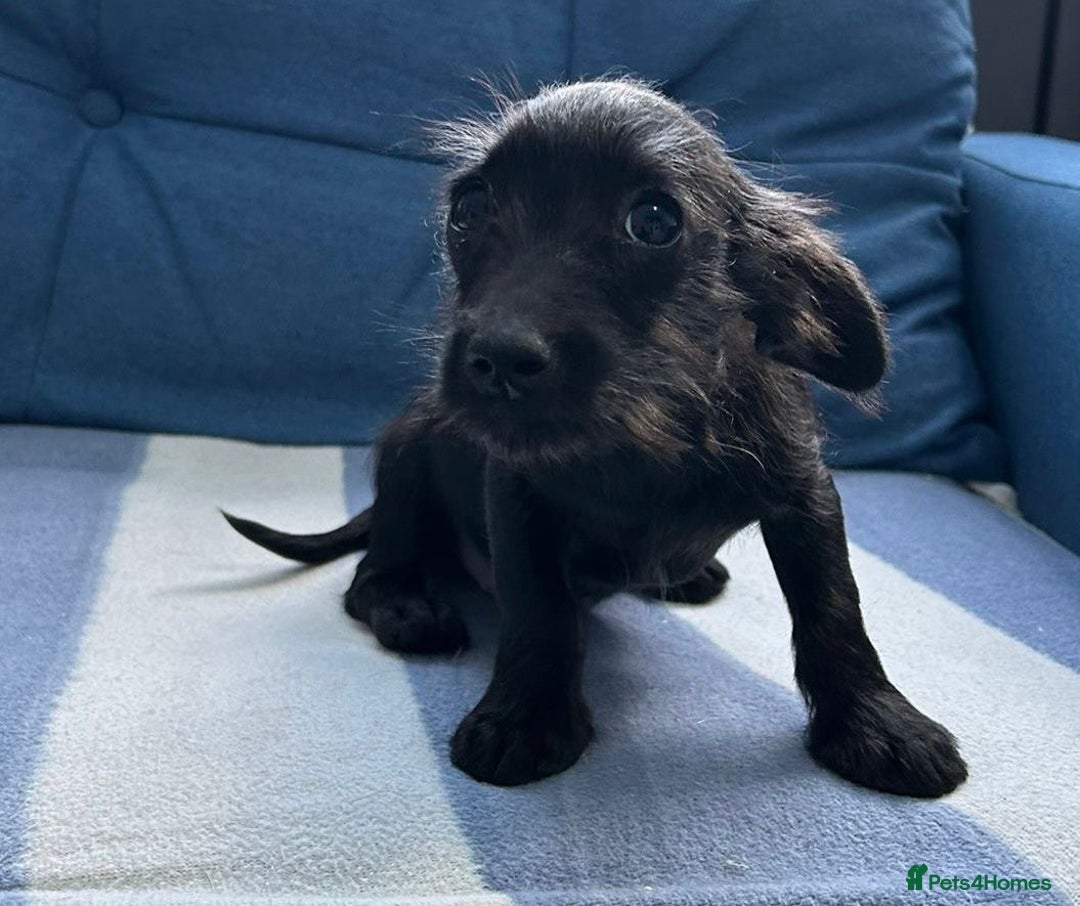 Mixed Breed dogs for sale: READY NOW SCHNOXIES (MINI DAXI X MINISCHNAUZER) - Image 2