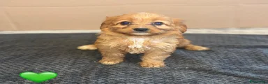 Cavapoo 4