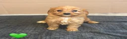 Cavapoo dogs for sale: Beautiful Cavapoo Puppies🐶❤️ - Advert 12