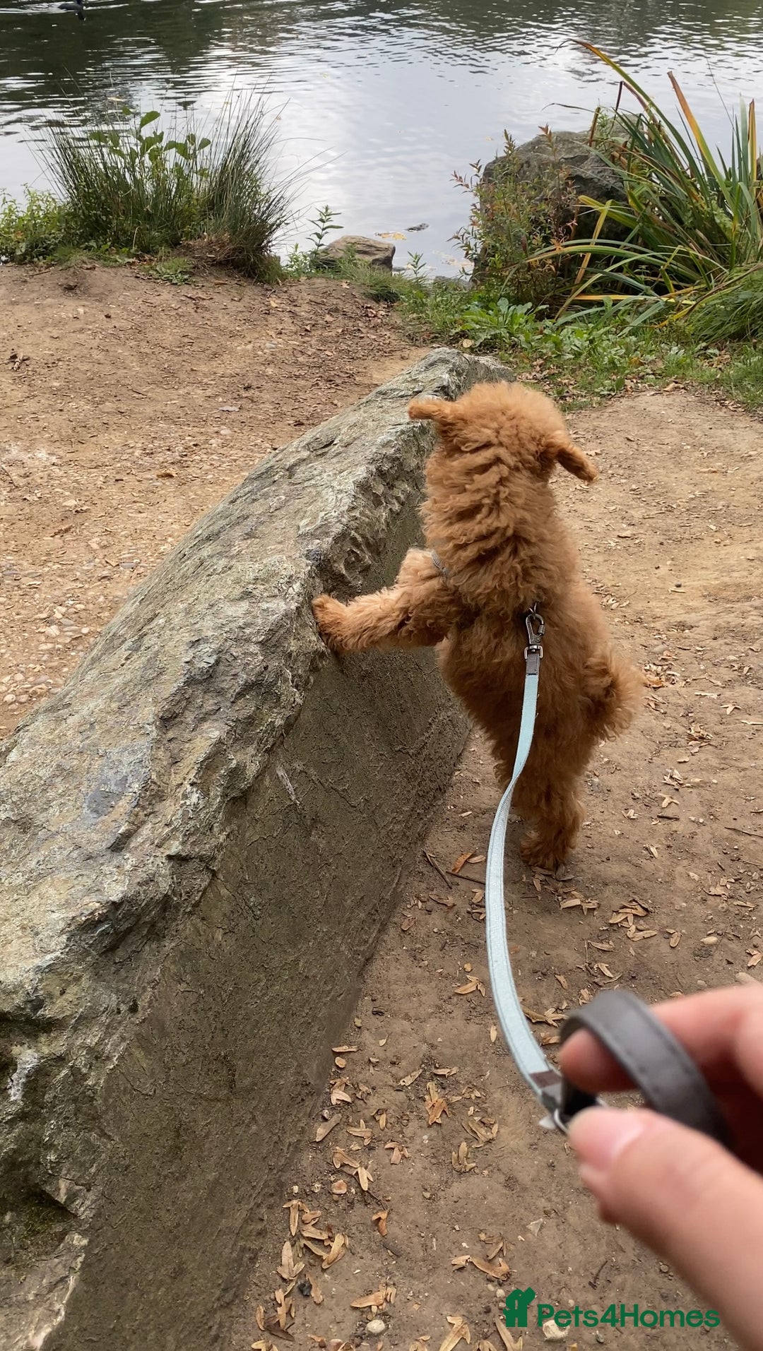 Maltipoo dogs for sale: ❤️BEAUTIFUL MALTIPOO PUPPY FOR REHOMING❤️ - Image 3