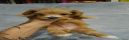 Maltipoo dogs for sale: Beautiful Very Tiny F1B maltipoos - Advert 9