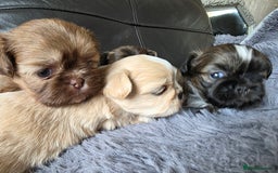 Shih Tzu dogs for sale: Stunning Rare Brindle Imperial Shih Tzu puppies - Image 1