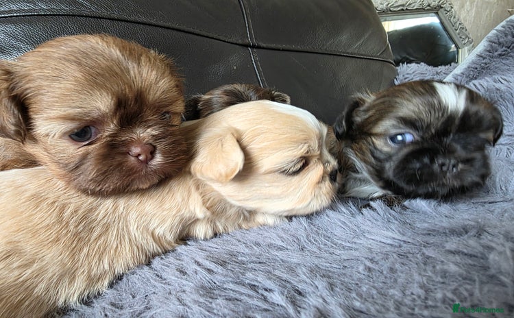 Shih Tzu dogs - Advert 1