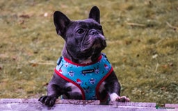 French Bulldog dogs for sale: Lola and Roo - Image 6