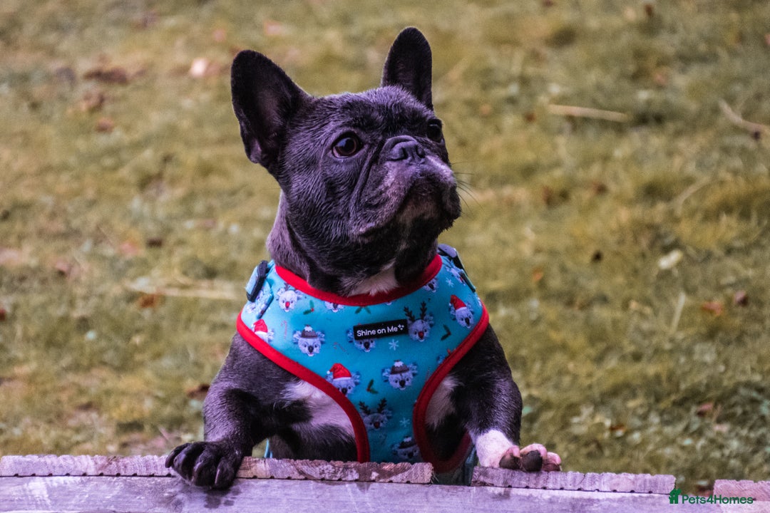 French Bulldog dogs for sale: Lola and Roo - Image 6